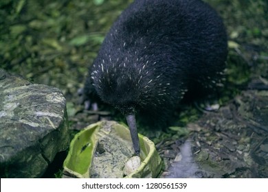 Long Beaked Echidna in wild