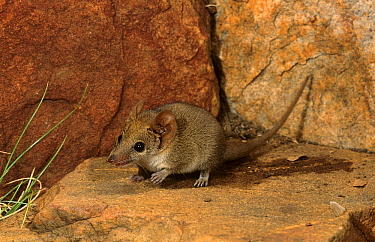 FAT-TAILED FALSE ANTECHINUS (RED-EARED ANTECHINUS) female adult