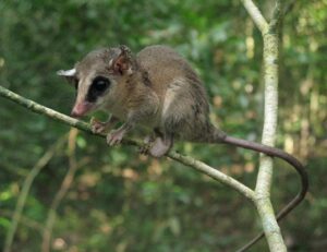 LINNAEUS'S MOUSE OPOSSUM(common)