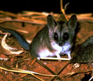 FAT-TAILED DUNNART