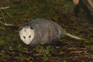 virginia opossum (north american opossum) female adult