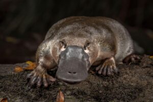 platypus