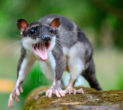 WATER OPOSSUM (YAPOK) female adult