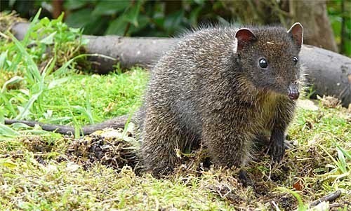 SPECKLED DASYURE (LONG CLAWED MARSUPIAL MOUSE)