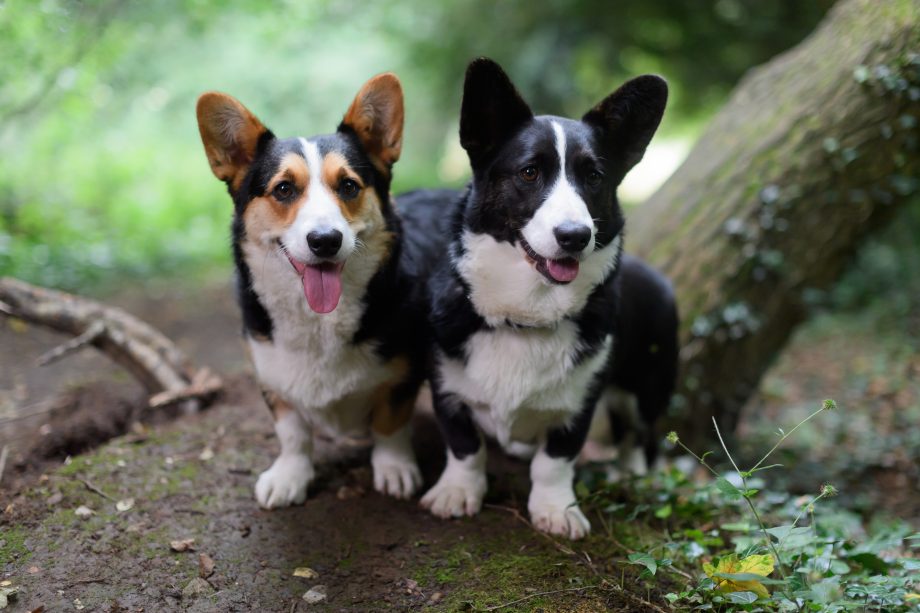 CARDIGAN WELSH CORGI DOG