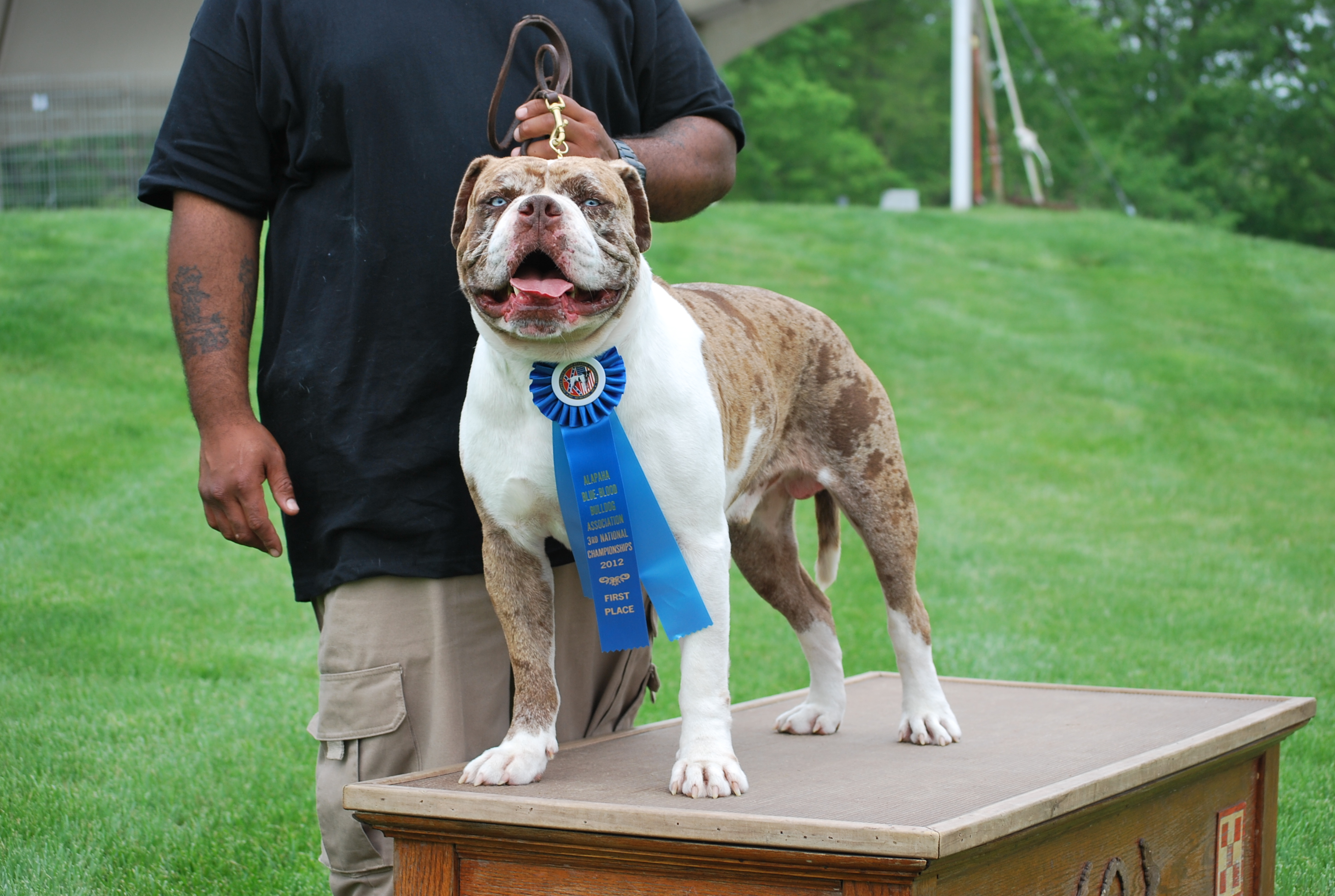 Alapaha_blue_blood_bulldog