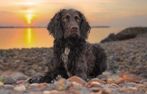 American-Water-Spaniel-dog-breed-