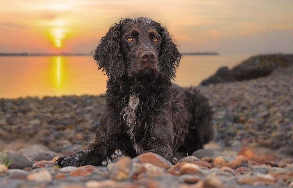 American-Water-Spaniel-dog-breed-