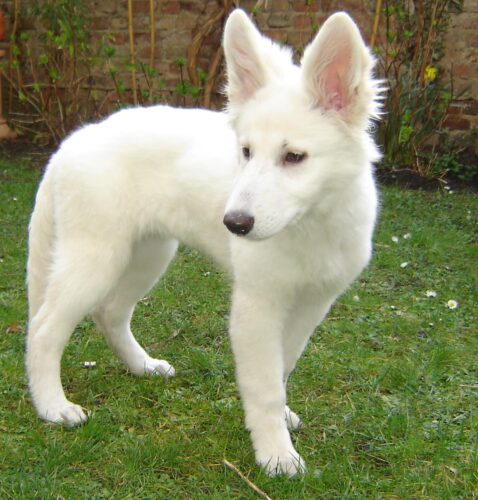 American-White-Shepherd-2