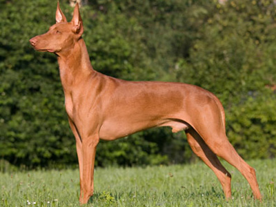 Andalusian-Hound-minepuppy-