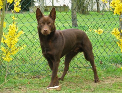 Australian-Kelpie-Cattle-Dog-