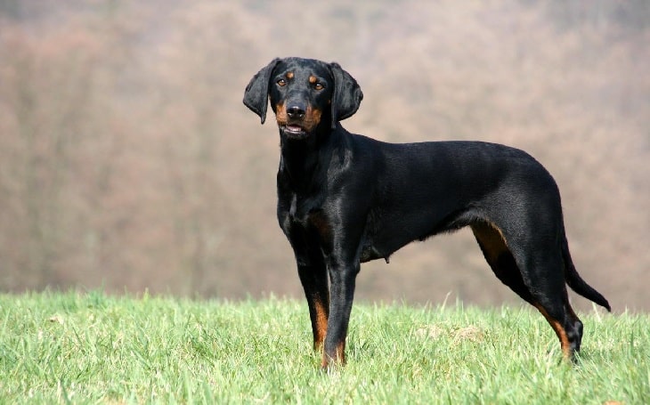 Austrian-black-and-tan-hound-information
