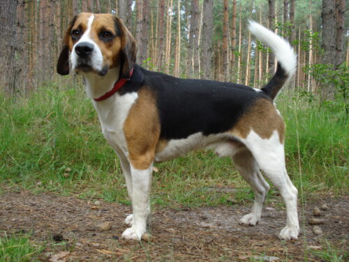 Beagle_harrier