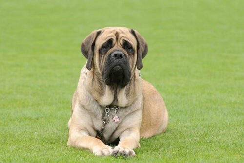 AMERICAN MASTIFF DOG