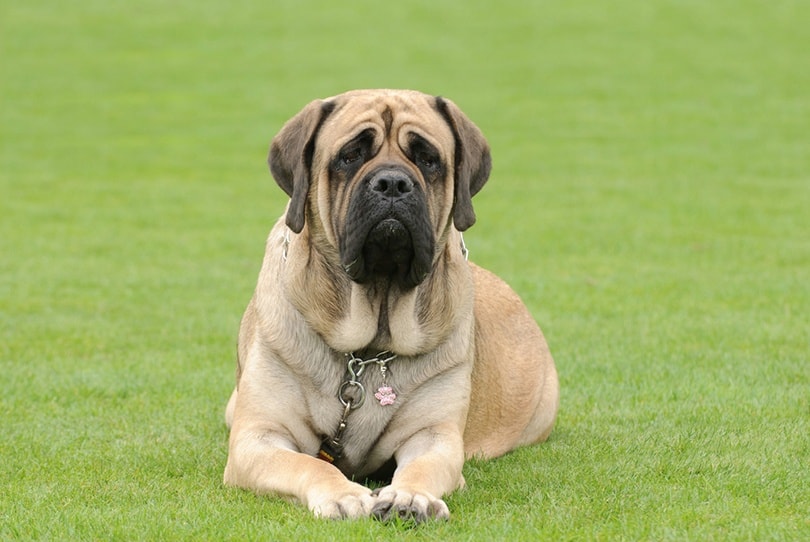 AMERICAN MASTIFF DOG