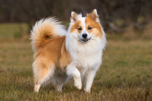 Icelandic-Sheepdog_Bildagentu