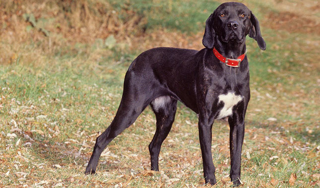 PLOTT HOUND DOG