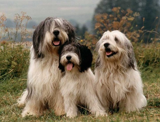 Polish-Lowland-Sheepdogs