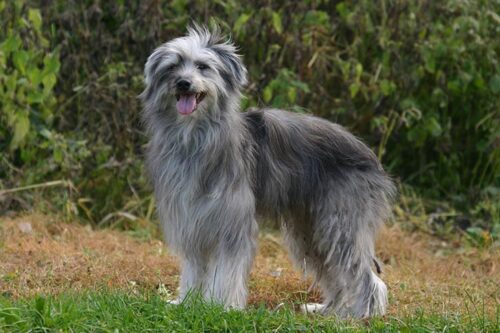 Pyrenean-Shepherd-standing-in-profile-in-a-field
