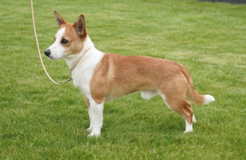 PORTUGUESE PODENGO PEQUENO DOG discoveranimalia.com
