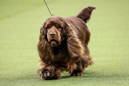 SUSSEX SPANIEL DOG runing discoveranimalia.com
