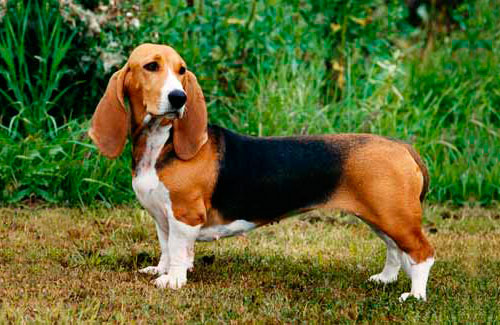 Basset Artesien Normand Dog