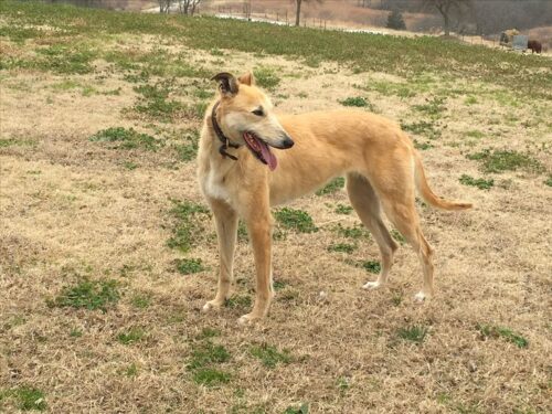 AMERICAN STAGHOUND DOG