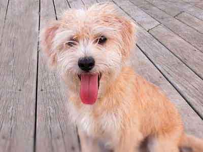 Cairmal Dog