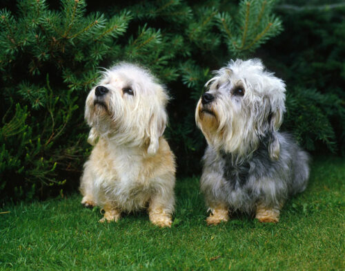 dandie-dinmont-terrier-ap-0zeulm
