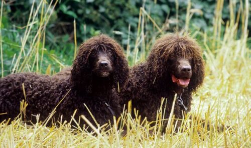 IRISH WATER SPANIEL DOG