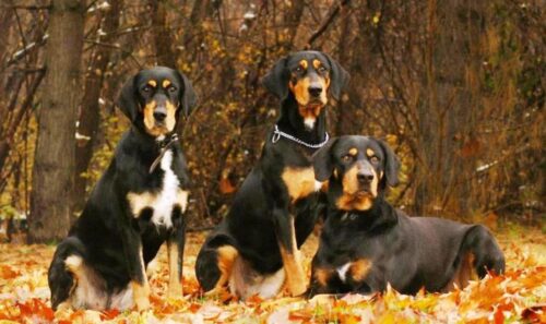 "Transylvanian hound,