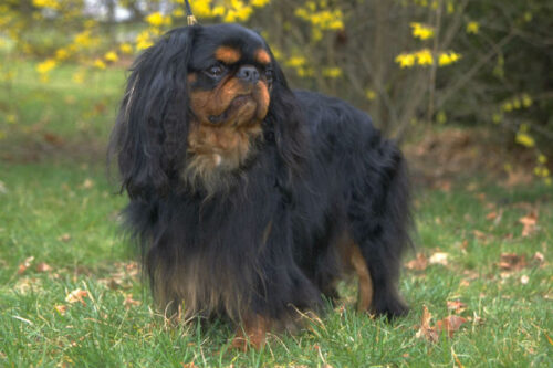 english_toy_spaniel_body_image_1english_toy_spaniel_body_image_1
