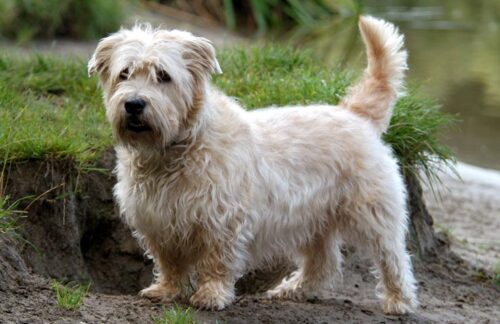 glen-of-imaal-terrier