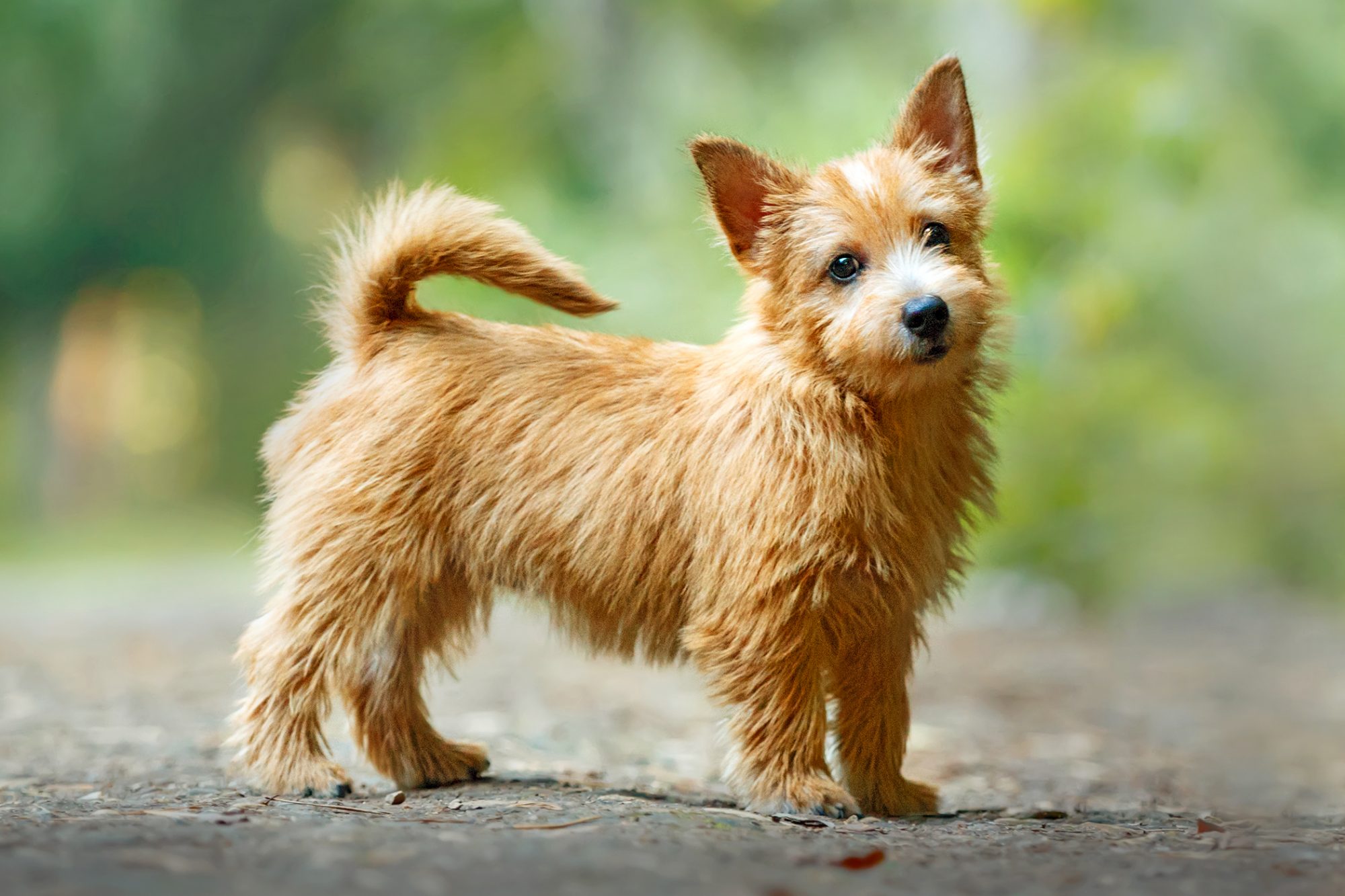 Norwich Terrier Dog