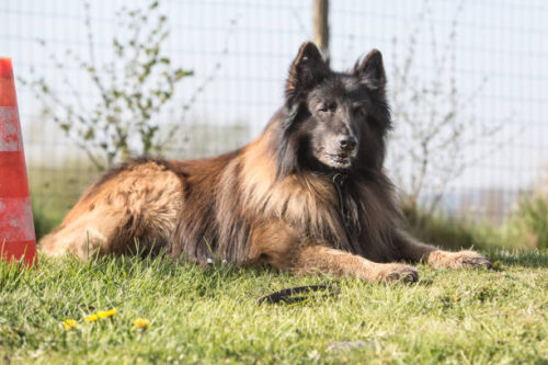 Portrait of a tervuren dog living in belgium