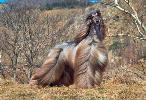 Afghan Hound Dog