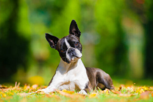 Boston terrier dog on a green lawn