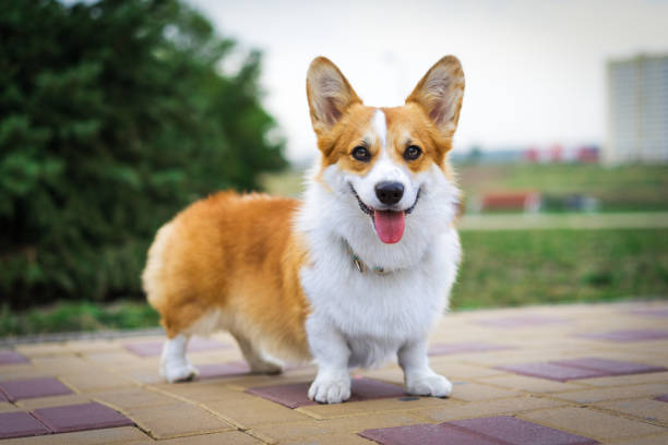 Portrait red Welsh Corgi dog outdoors in the park