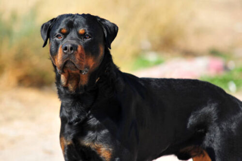 standing rottweiler dog