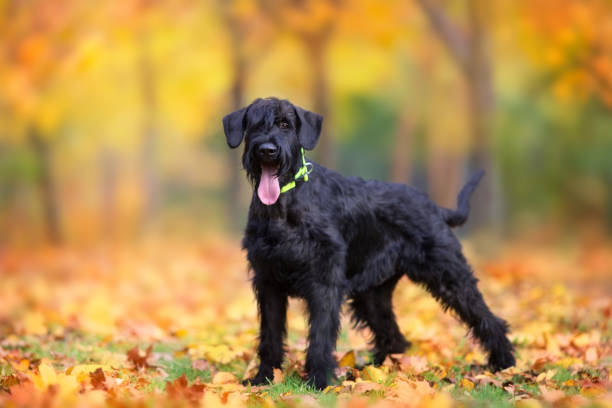 Giant Schnauzer standing in yellow and orane fall leaves