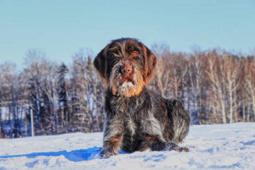 A beautiful Bohemian Wire-haired Pointing Griffon lying in the snow and waiting for signal. Cesky fousek is big hunter. Korthals griffon. Barbu tcheque.