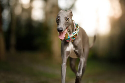Whippet dog playing in nature.