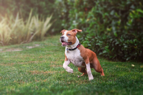 amstaff playing