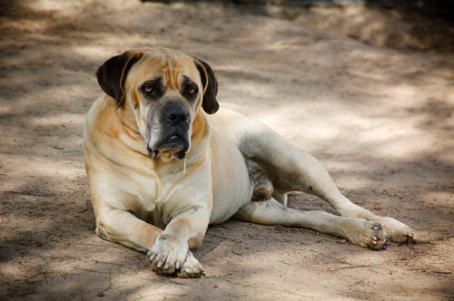 Bullmastiff Dog sitting