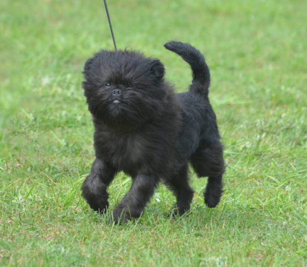 Really cute black affenpinscher dog in a field.
