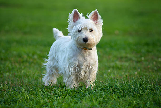 Westie on the green grass