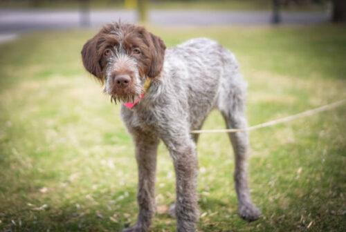 wirehaired pointing griffon puppy
