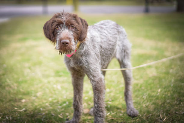 wirehaired pointing griffon puppy
