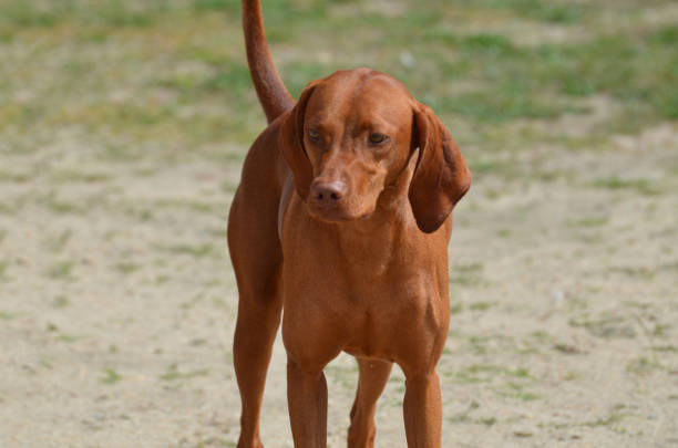 Gorgeous redbone coonhound dog standing in a field.