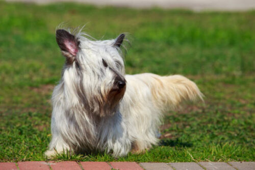 The dog breed Skye Terrier stands on green grass